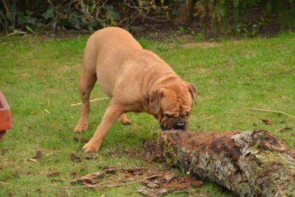 Continental Bulldogs Seeblickbulls Bilderalbum - Paula in action