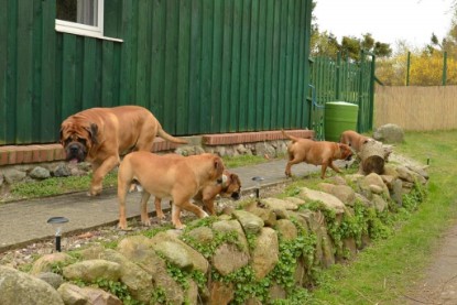 Continental Bulldogs Seeblickbulls Bilderalbum - Paula in action