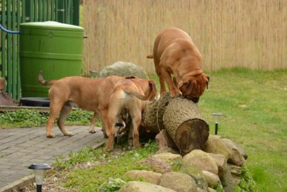 Continental Bulldogs Seeblickbulls Bilderalbum - Paula in action