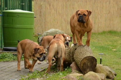 Continental Bulldogs Seeblickbulls Bilderalbum - Paula in action