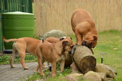 Continental Bulldogs Seeblickbulls Bilderalbum - Paula in action