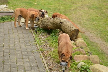 Continental Bulldogs Seeblickbulls Bilderalbum - Paula in action