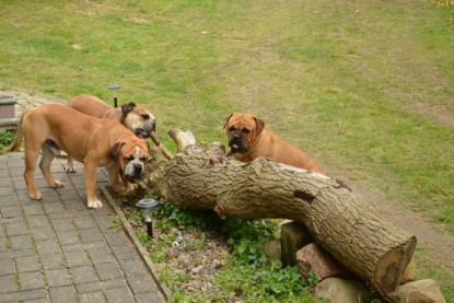 Continental Bulldogs Seeblickbulls Bilderalbum - Paula in action