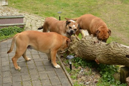 Continental Bulldogs Seeblickbulls Bilderalbum - Paula in action