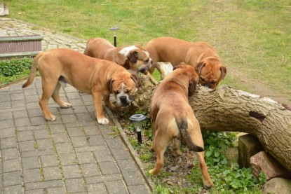 Continental Bulldogs Seeblickbulls Bilderalbum - Paula in action