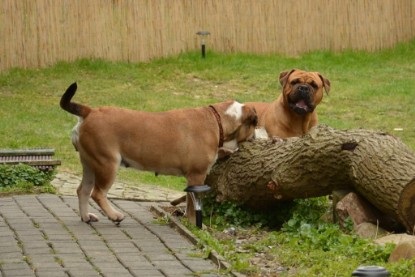 Continental Bulldogs Seeblickbulls Bilderalbum - Paula in action