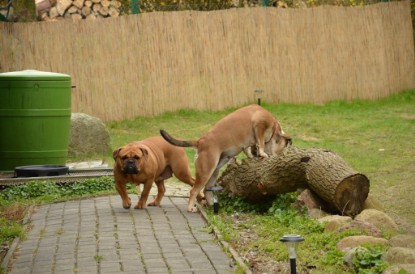 Continental Bulldogs Seeblickbulls Bilderalbum - Paula in action