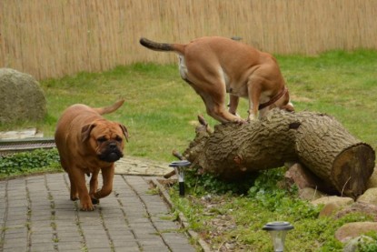 Continental Bulldogs Seeblickbulls Bilderalbum - Paula in action