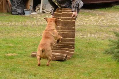 Continental Bulldogs Seeblickbulls Bilderalbum - Paula in action