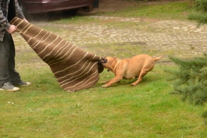 Continental Bulldogs Seeblickbulls Bilderalbum - Paula in action