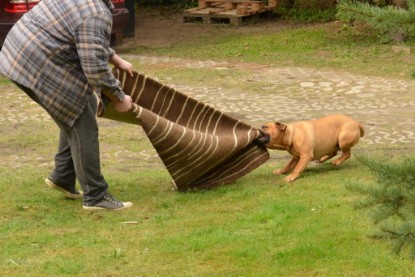 Continental Bulldogs Seeblickbulls Bilderalbum - Paula in action