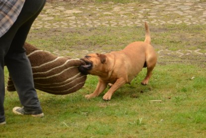 Continental Bulldogs Seeblickbulls Bilderalbum - Paula in action