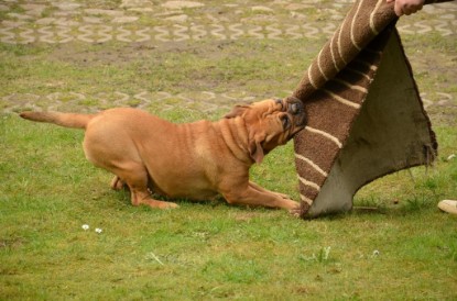 Continental Bulldogs Seeblickbulls Bilderalbum - Paula in action