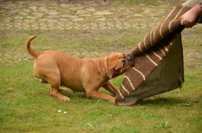 Continental Bulldogs Seeblickbulls Bilderalbum - Paula in action