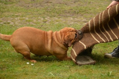 Continental Bulldogs Seeblickbulls Bilderalbum - Paula in action