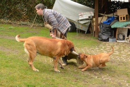 Continental Bulldogs Seeblickbulls Bilderalbum - Paula in action