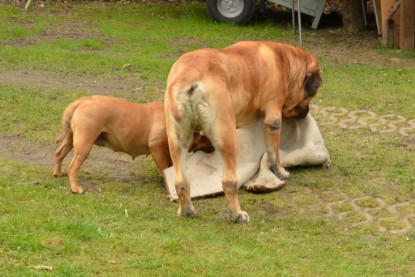 Continental Bulldogs Seeblickbulls Bilderalbum - Paula in action