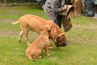 Continental Bulldogs Seeblickbulls Bilderalbum - Paula in action