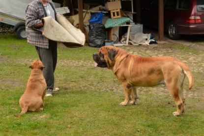 Continental Bulldogs Seeblickbulls Bilderalbum - Paula in action