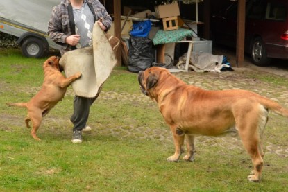 Continental Bulldogs Seeblickbulls Bilderalbum - Paula in action