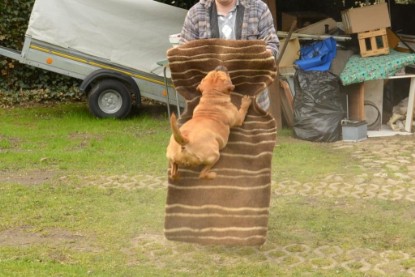 Continental Bulldogs Seeblickbulls Bilderalbum - Paula in action