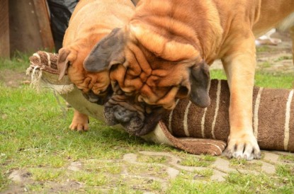 Continental Bulldogs Seeblickbulls Bilderalbum - Paula in action