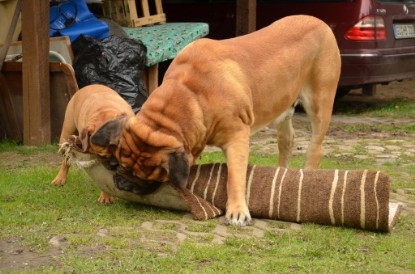 Continental Bulldogs Seeblickbulls Bilderalbum - Paula in action