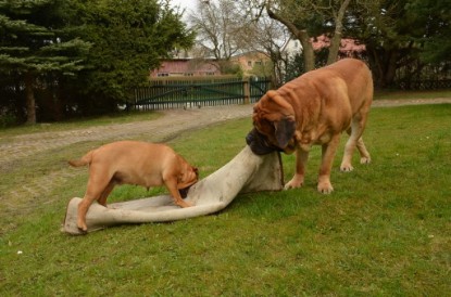 Continental Bulldogs Seeblickbulls Bilderalbum - Paula in action