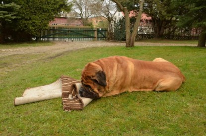 Continental Bulldogs Seeblickbulls Bilderalbum - Paula in action