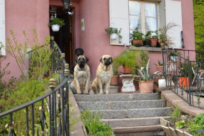 Continental Bulldogs Seeblickbulls Bilderalbum - Paula in Le Hohwald