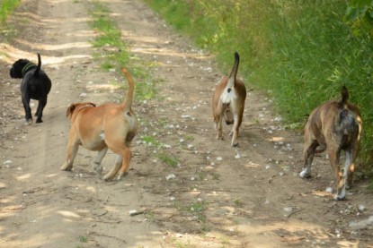 Continental Bulldogs Seeblickbulls Bilderalbum - Ausflug am 22. Juni 2012 mit DOREEN, BLACKY, SHOWMAN und ANTON