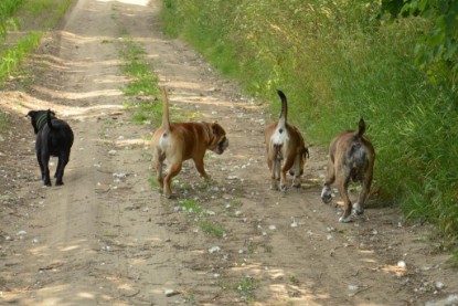 Continental Bulldogs Seeblickbulls Bilderalbum - Ausflug am 22. Juni 2012 mit DOREEN, BLACKY, SHOWMAN und ANTON