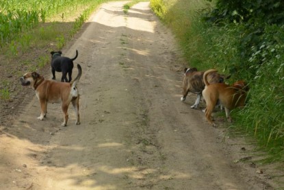 Continental Bulldogs Seeblickbulls Bilderalbum - Ausflug am 22. Juni 2012 mit DOREEN, BLACKY, SHOWMAN und ANTON