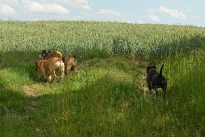 Continental Bulldogs Seeblickbulls Bilderalbum - Ausflug am 22. Juni 2012 mit DOREEN, BLACKY, SHOWMAN und ANTON