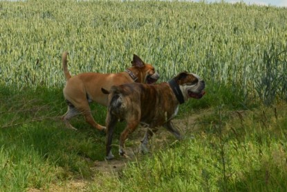 Continental Bulldogs Seeblickbulls Bilderalbum - Ausflug am 22. Juni 2012 mit DOREEN, BLACKY, SHOWMAN und ANTON