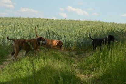 Continental Bulldogs Seeblickbulls Bilderalbum - Ausflug am 22. Juni 2012 mit DOREEN, BLACKY, SHOWMAN und ANTON