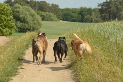 Continental Bulldogs Seeblickbulls Bilderalbum - Ausflug am 22. Juni 2012 mit DOREEN, BLACKY, SHOWMAN und ANTON