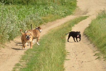 Continental Bulldogs Seeblickbulls Bilderalbum - Ausflug am 22. Juni 2012 mit DOREEN, BLACKY, SHOWMAN und ANTON