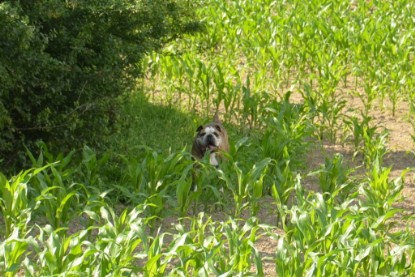 Continental Bulldogs Seeblickbulls Bilderalbum - Ausflug am 22. Juni 2012 mit DOREEN, BLACKY, SHOWMAN und ANTON