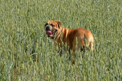 Continental Bulldogs Seeblickbulls Bilderalbum - Ausflug am 22. Juni 2012 mit DOREEN, BLACKY, SHOWMAN und ANTON