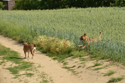 Continental Bulldogs Seeblickbulls Bilderalbum - Ausflug am 22. Juni 2012 mit DOREEN, BLACKY, SHOWMAN und ANTON