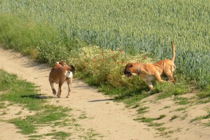 Continental Bulldogs Seeblickbulls Bilderalbum - Ausflug am 22. Juni 2012 mit DOREEN, BLACKY, SHOWMAN und ANTON