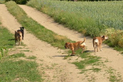 Continental Bulldogs Seeblickbulls Bilderalbum - Ausflug am 22. Juni 2012 mit DOREEN, BLACKY, SHOWMAN und ANTON