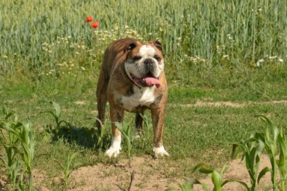 Continental Bulldogs Seeblickbulls Bilderalbum - Ausflug am 22. Juni 2012 mit DOREEN, BLACKY, SHOWMAN und ANTON