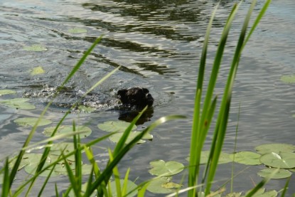 Continental Bulldogs Seeblickbulls Bilderalbum - Ausflug am 22. Juni 2012 mit DOREEN, BLACKY, SHOWMAN und ANTON