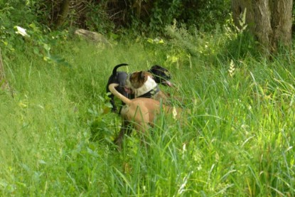 Continental Bulldogs Seeblickbulls Bilderalbum - Ausflug am 22. Juni 2012 mit DOREEN, BLACKY, SHOWMAN und ANTON