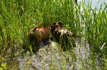 Continental Bulldogs Seeblickbulls Bilderalbum - Ausflug am 22. Juni 2012 mit DOREEN, BLACKY, SHOWMAN und ANTON