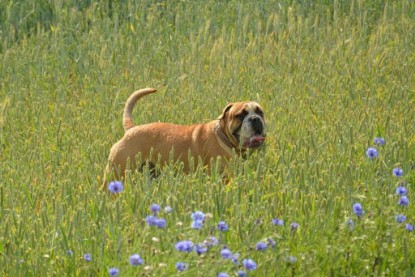 Continental Bulldogs Seeblickbulls Bilderalbum - Ausflug am 22. Juni 2012 mit DOREEN, BLACKY, SHOWMAN und ANTON