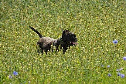 Continental Bulldogs Seeblickbulls Bilderalbum - Ausflug am 22. Juni 2012 mit DOREEN, BLACKY, SHOWMAN und ANTON