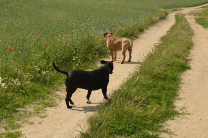 Continental Bulldogs Seeblickbulls Bilderalbum - Ausflug am 22. Juni 2012 mit DOREEN, BLACKY, SHOWMAN und ANTON